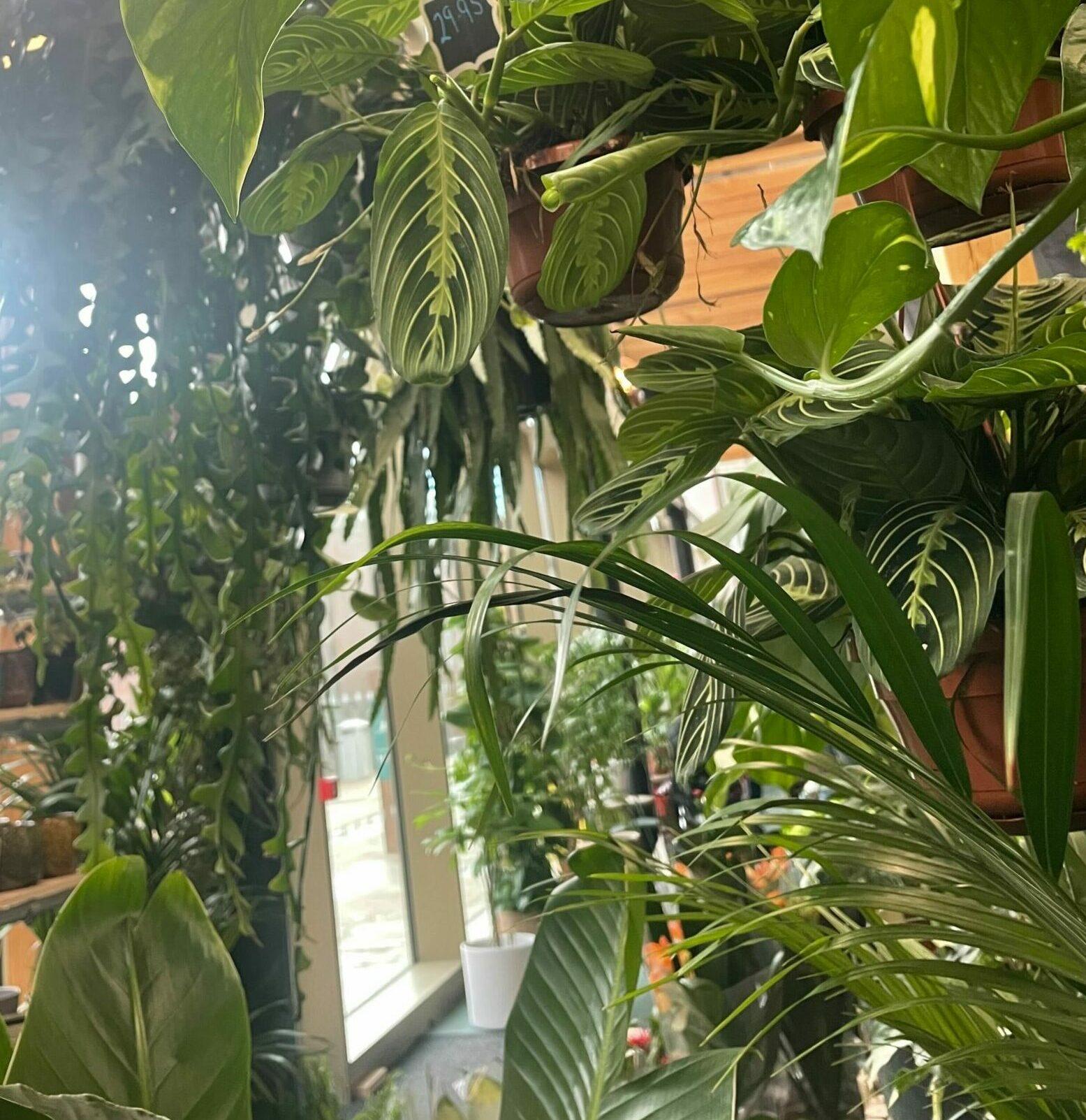 chester-market-plants