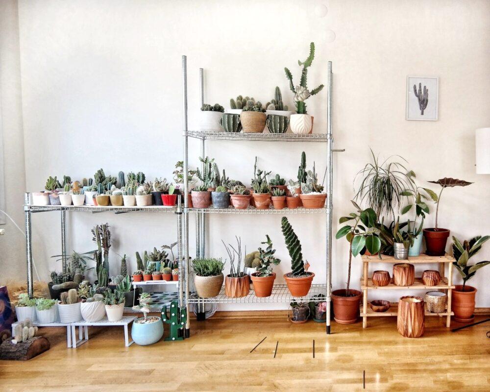 Cacti on Shelves